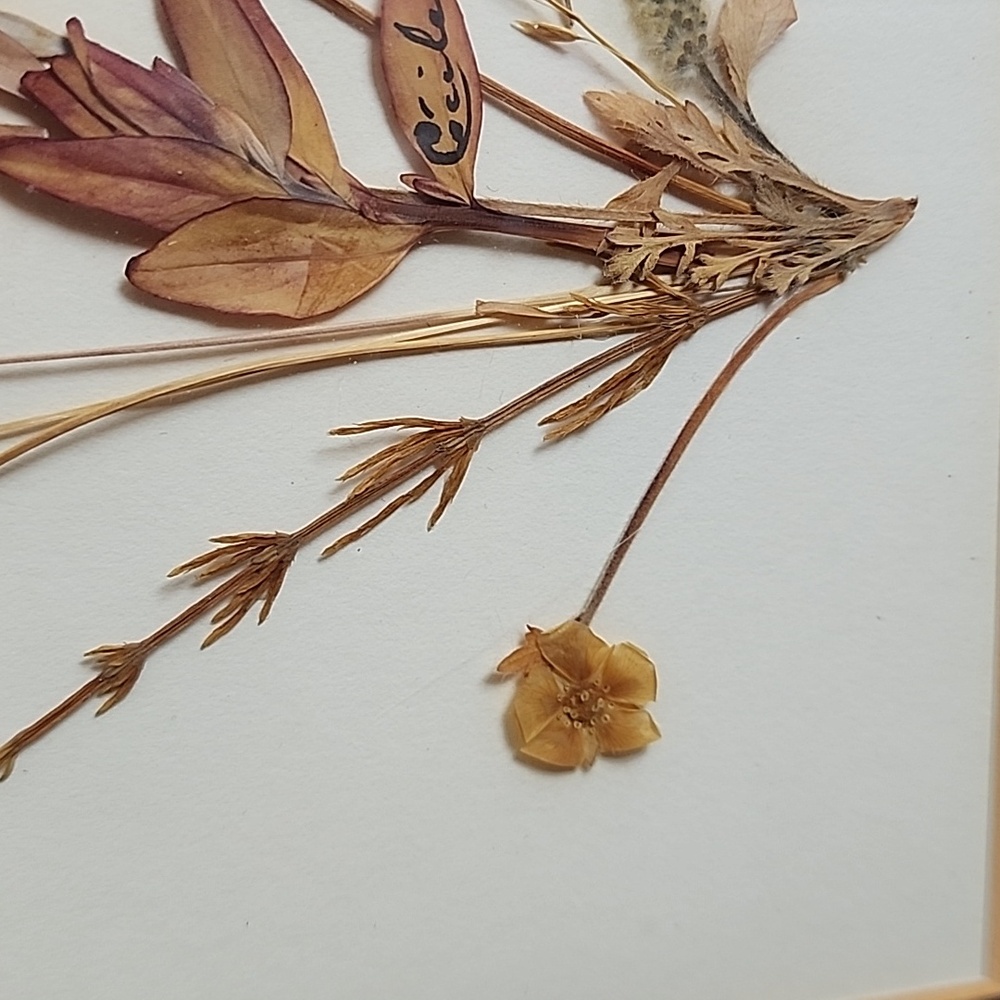 Vintage Pressed Dried Arctic Flowers Gold Framed Floral Art - Picture 3 of 11